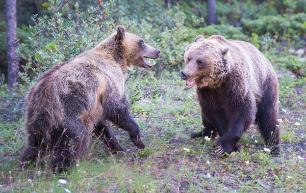 Grizzly Medvék Vadonban — Stock Fotó