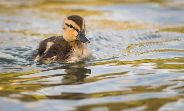 Mallard Pato Selvagem — Fotografia de Stock