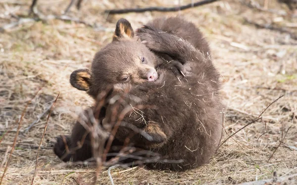 Zwarte Beer Het Wild — Stockfoto