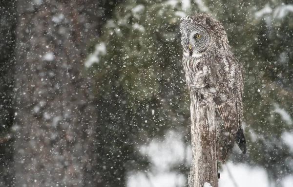 Great Grey Owl Wild Nature Alberta Canada — Stock Photo, Image