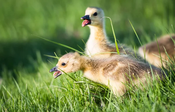 Canadese Ganzen Het Wild — Stockfoto