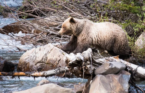 Urso Pardo Natureza — Fotografia de Stock