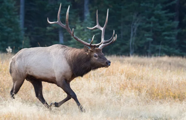 Bull Elk Rut — Stock Photo, Image