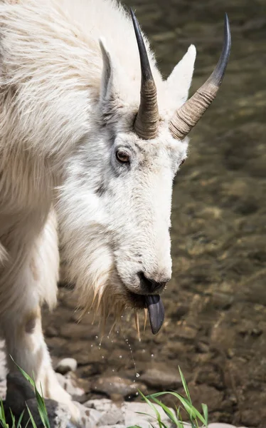 Mountain Goat Wild National Park Jasper Canada — Stock Photo, Image