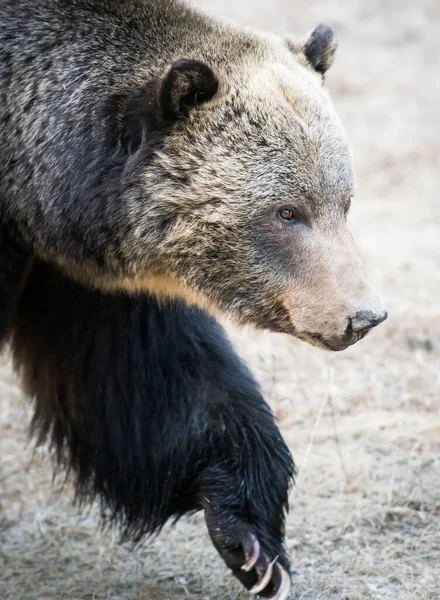 Urso Pardo Natureza — Fotografia de Stock