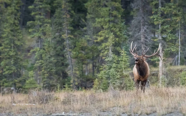 Elk Wild — Stock Photo, Image