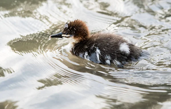 Família Merganser Natureza — Fotografia de Stock