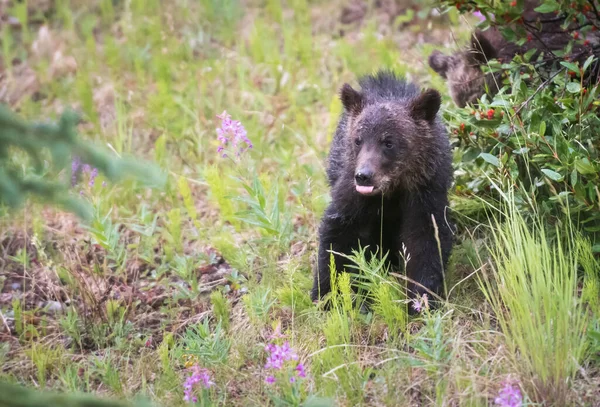 야생의 캐나다 회색곰 — 스톡 사진