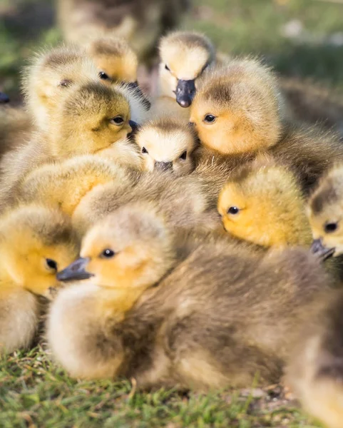 Canada Goose Family Wild — Stock Photo, Image