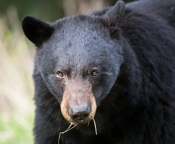 Oso Negro Naturaleza — Foto de Stock