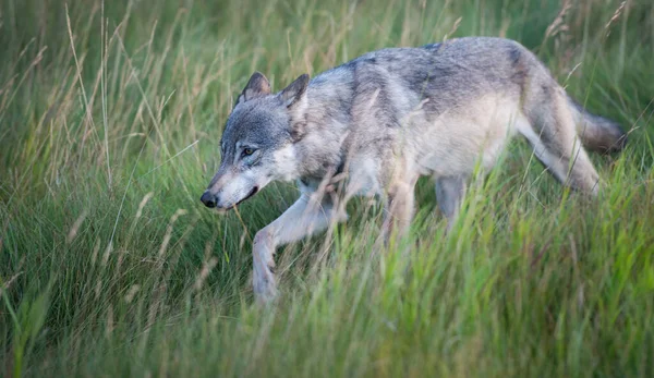 Loup Gris Dans Nature Sauvage Jaspe Canada — Photo
