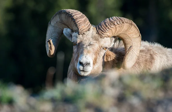 Bighorn Ram Natureza — Fotografia de Stock