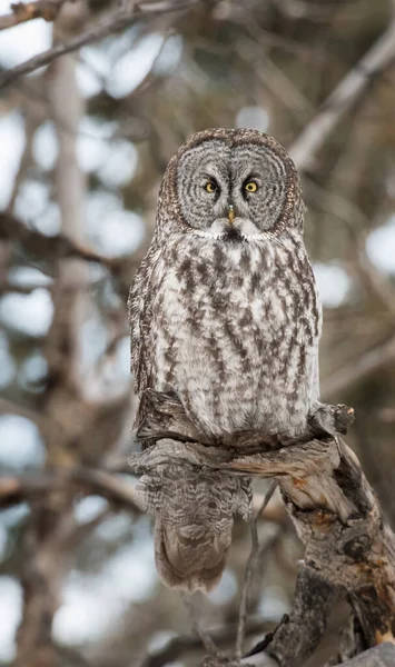 Grande Gufo Grigio Nella Natura Selvaggia Alberta Canada — Foto Stock