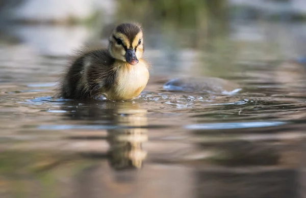 Mallard Pato Naturaleza — Foto de Stock