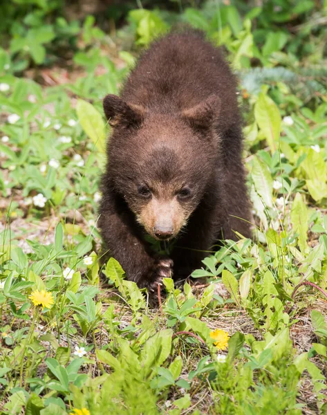 Black Bear Wild — Stock Photo, Image