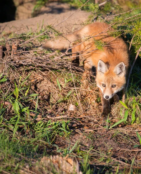 Malebný Pohled Krásnou Červenou Lišku Parku — Stock fotografie