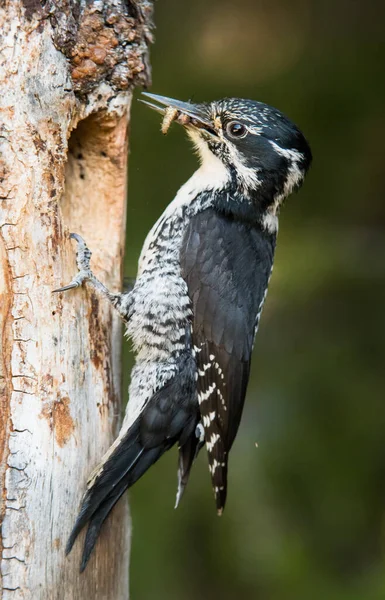 Pájaro Carpintero Tres Dedos Naturaleza — Foto de Stock