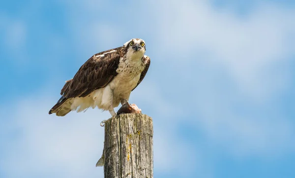 Osprey Estado Selvagem — Fotografia de Stock