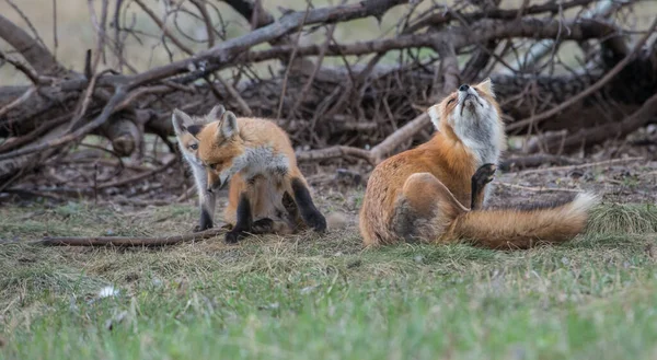 Cute Red Foxes Together Nature — Stock Photo, Image