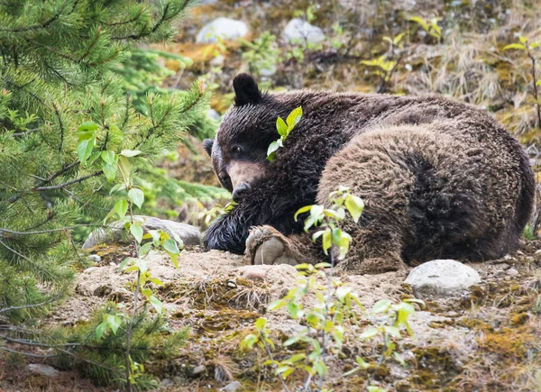 Niedźwiedź Grizzly Dziczy — Zdjęcie stockowe