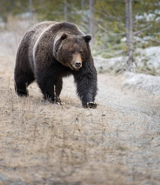 Канадський Ведмідь Ґріззлі — стокове фото