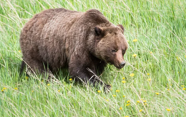 Grizzly Medve Vadonban — Stock Fotó