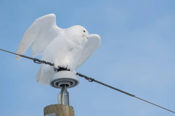 Snöig Uggla Vild Natur — Stockfoto