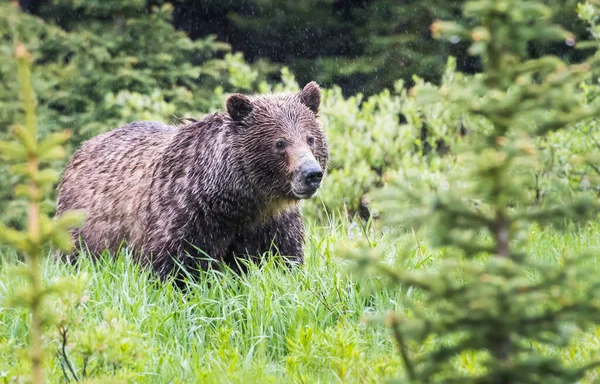 Grizzly Beer Het Wild — Stockfoto