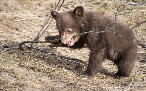 Oso Negro Cachorro Naturaleza — Foto de Stock