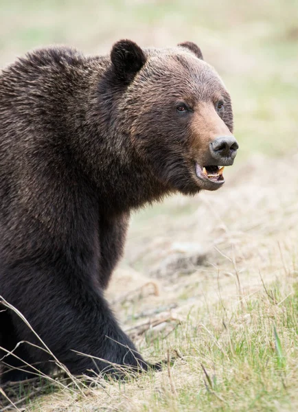 Медведь Гризли Дикой Природе — стоковое фото