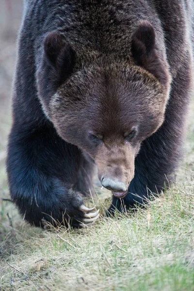 Urso Grizzly Canadense Selvagem — Fotografia de Stock