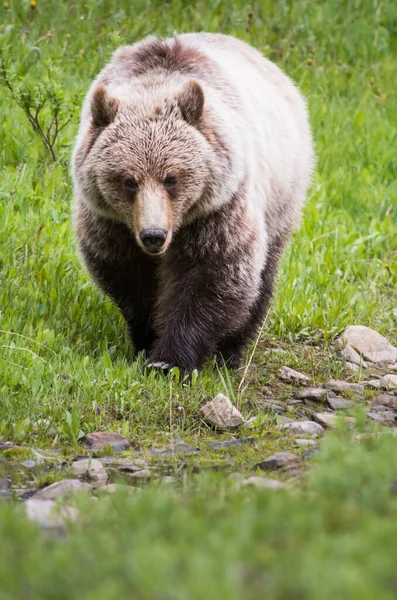 Grizzly Bear Wild — Stock Photo, Image
