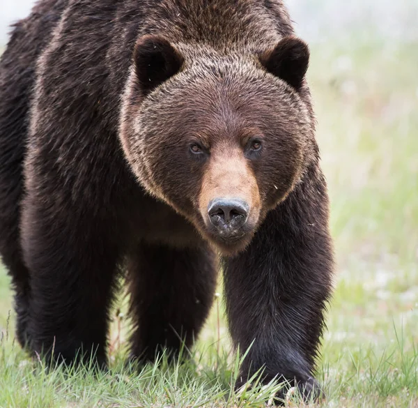 Medvěd Grizzly Divočině — Stock fotografie