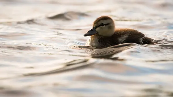 Duckling Selvagem — Fotografia de Stock