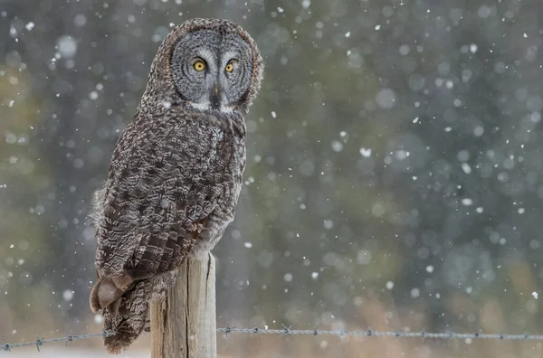 Great Grey Owl Wild Nature Alberta Canada — Stock Photo, Image