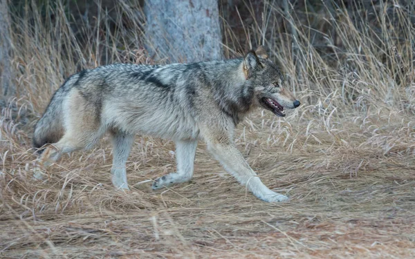 Szary Wilk Dzikiej Przyrodzie — Zdjęcie stockowe