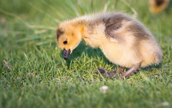 Canadá Goose Família Natureza — Fotografia de Stock