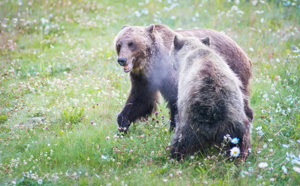 Grizzly Medvék Vadonban — Stock Fotó