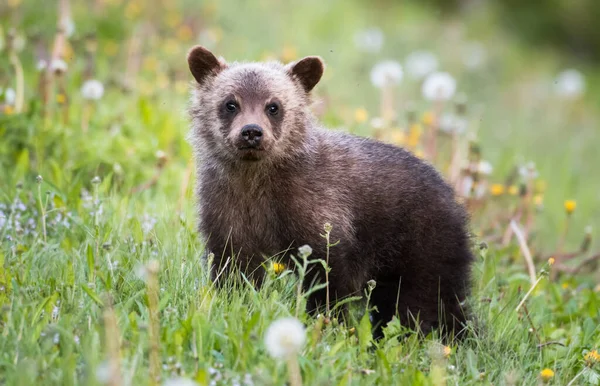 Niedźwiedź Grizzly Dziczy — Zdjęcie stockowe