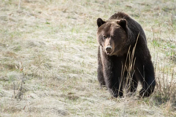 Orso Grizzly Canadese Natura — Foto Stock