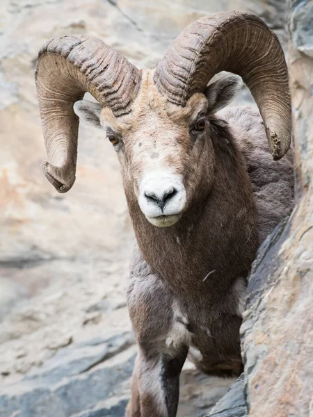 Bighorn Ram Het Wild — Stockfoto