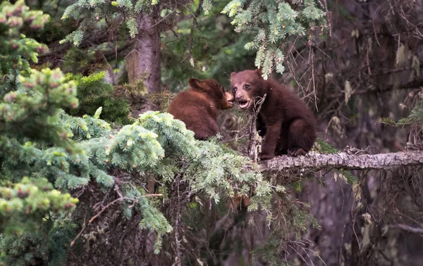 Schwarzbär Freier Wildbahn — Stockfoto