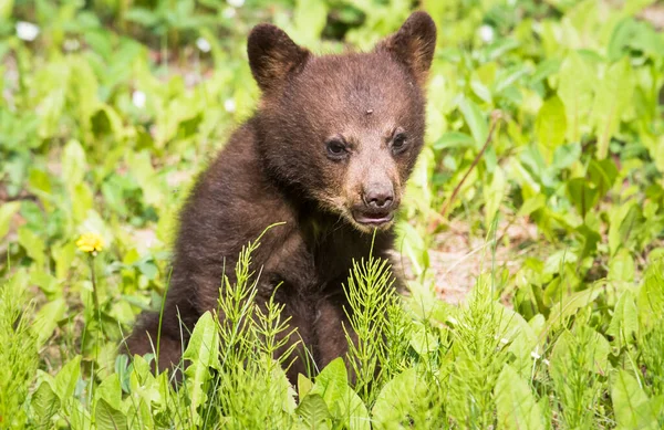 Urso Negro Natureza — Fotografia de Stock