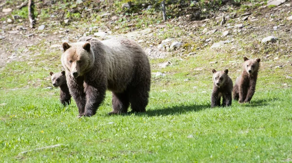 Γκρίζλι Αρκούδες Στην Άγρια Φύση — Φωτογραφία Αρχείου