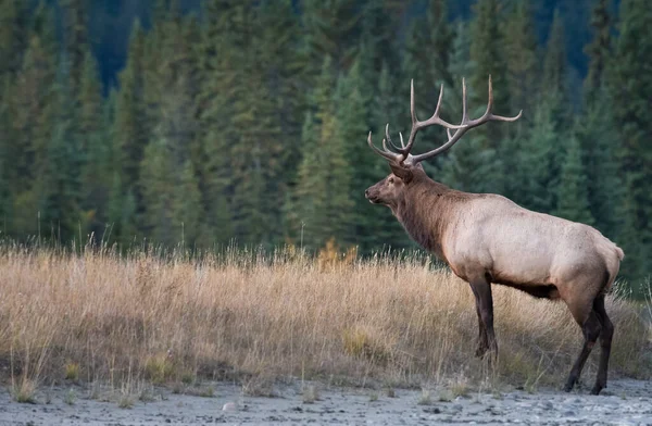 Elk Wild — Stock Photo, Image