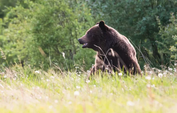 Grizzly Medve Vadonban — Stock Fotó