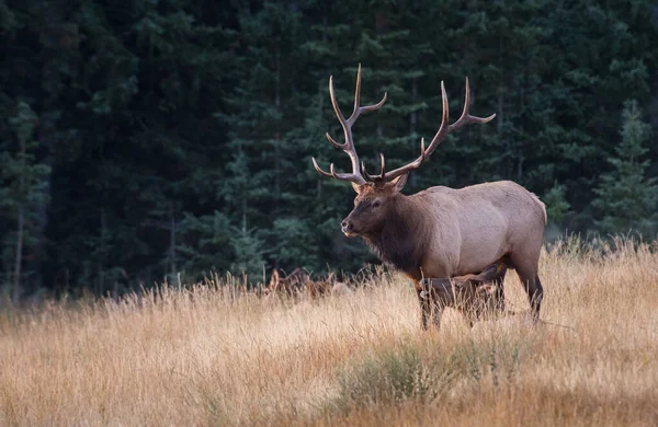 Wapiti Pendant Cabane — Photo