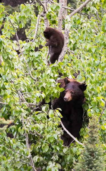 Orso Nero Natura — Foto Stock