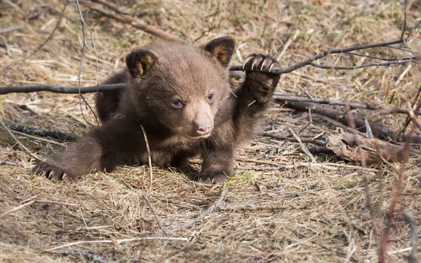 Filhote Urso Preto Natureza — Fotografia de Stock