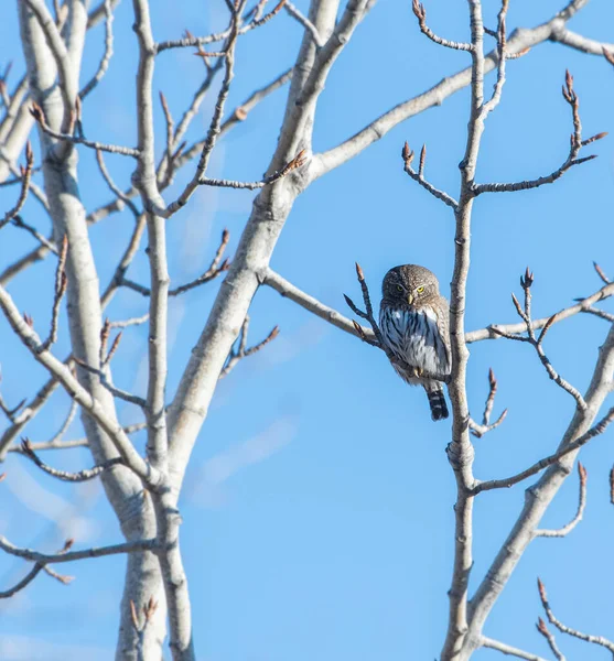 Hibou Dans Nature Sauvage — Photo